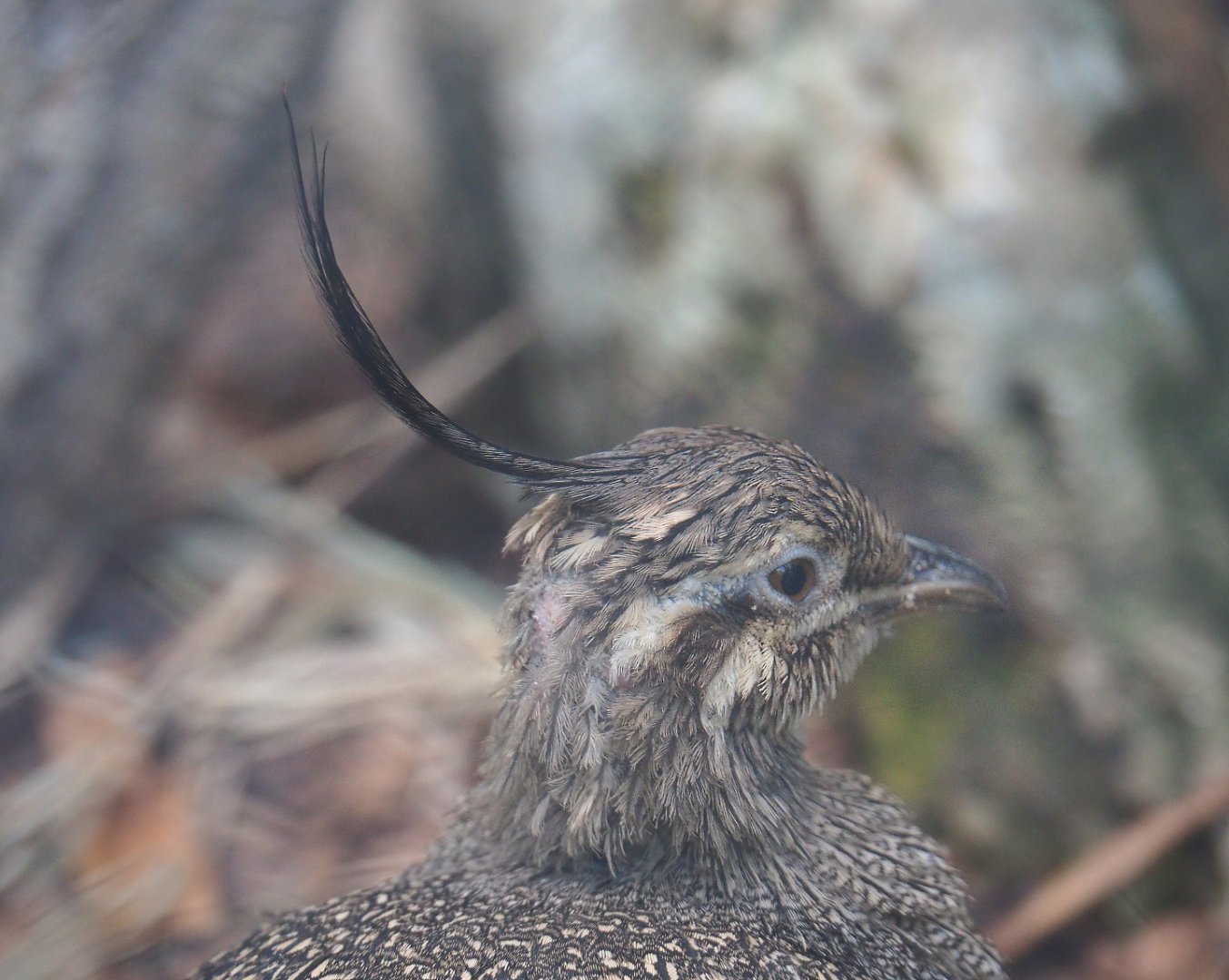 Elegant-crested tinamou (Eudromia elegans), 2022-05-26