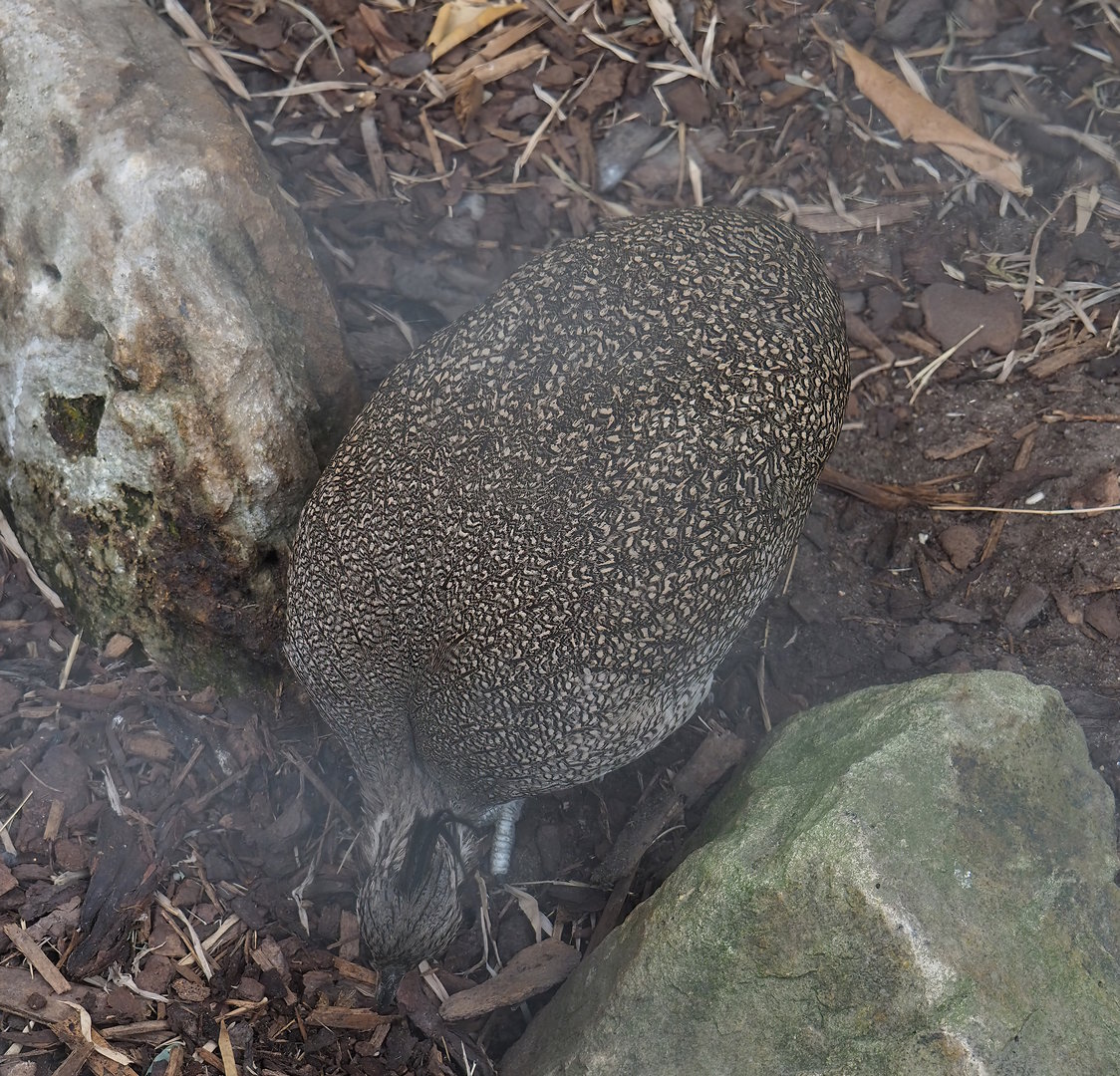 Elegant crested tinamou (Eudromia elegans), 2022-07-10