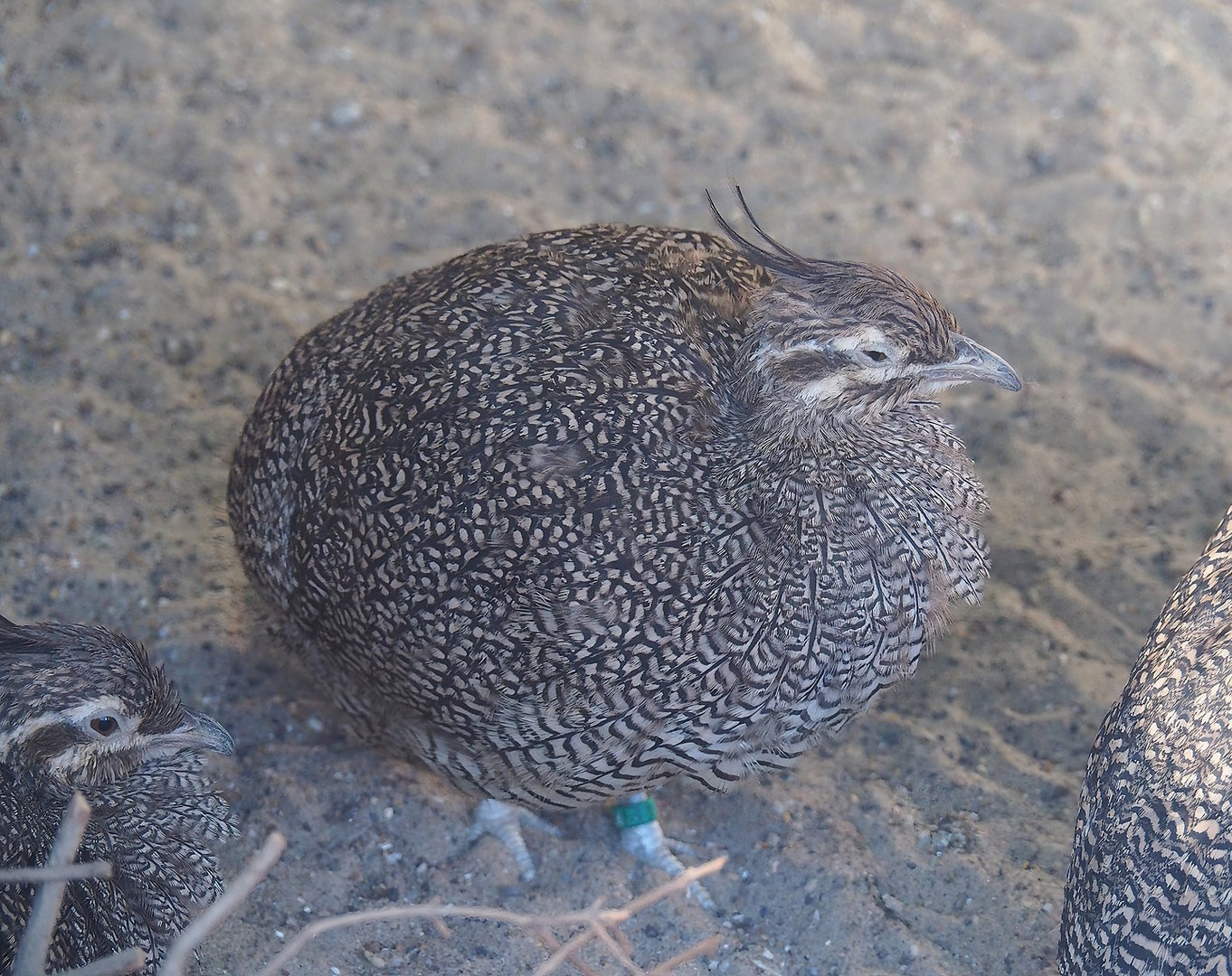 Elegant crested tinamou (Eudromia elegans), 2022-08-28