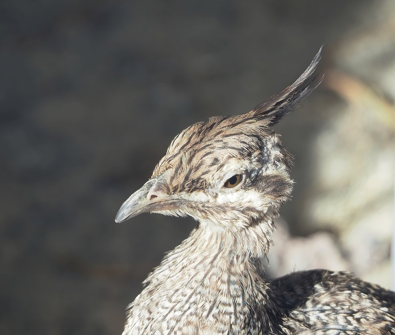 Elegant crested tinamou (Eudromia elegans), 2022-08-28