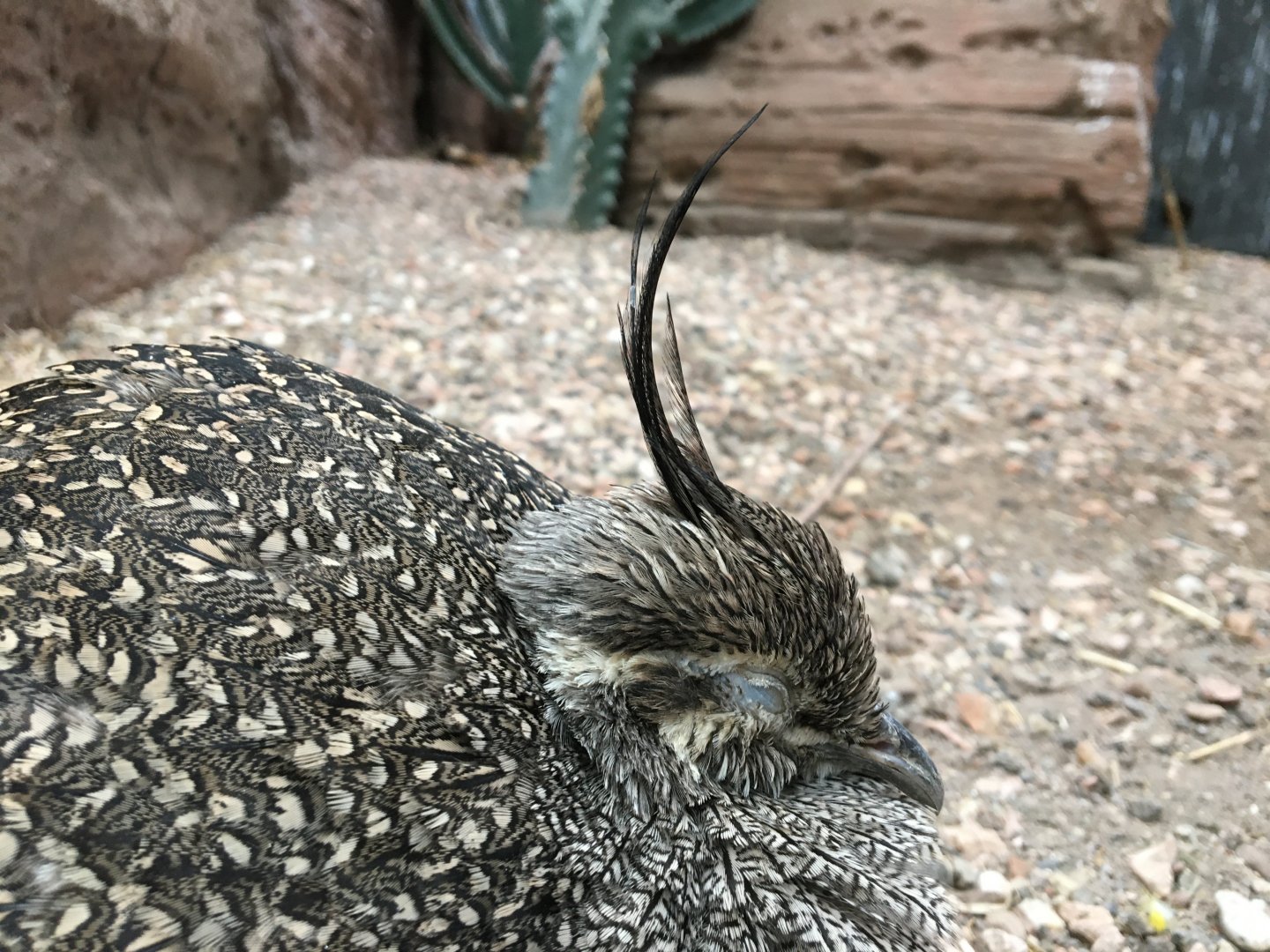 Elegant crested tinamou -  (Eudromia elegans) August 2020