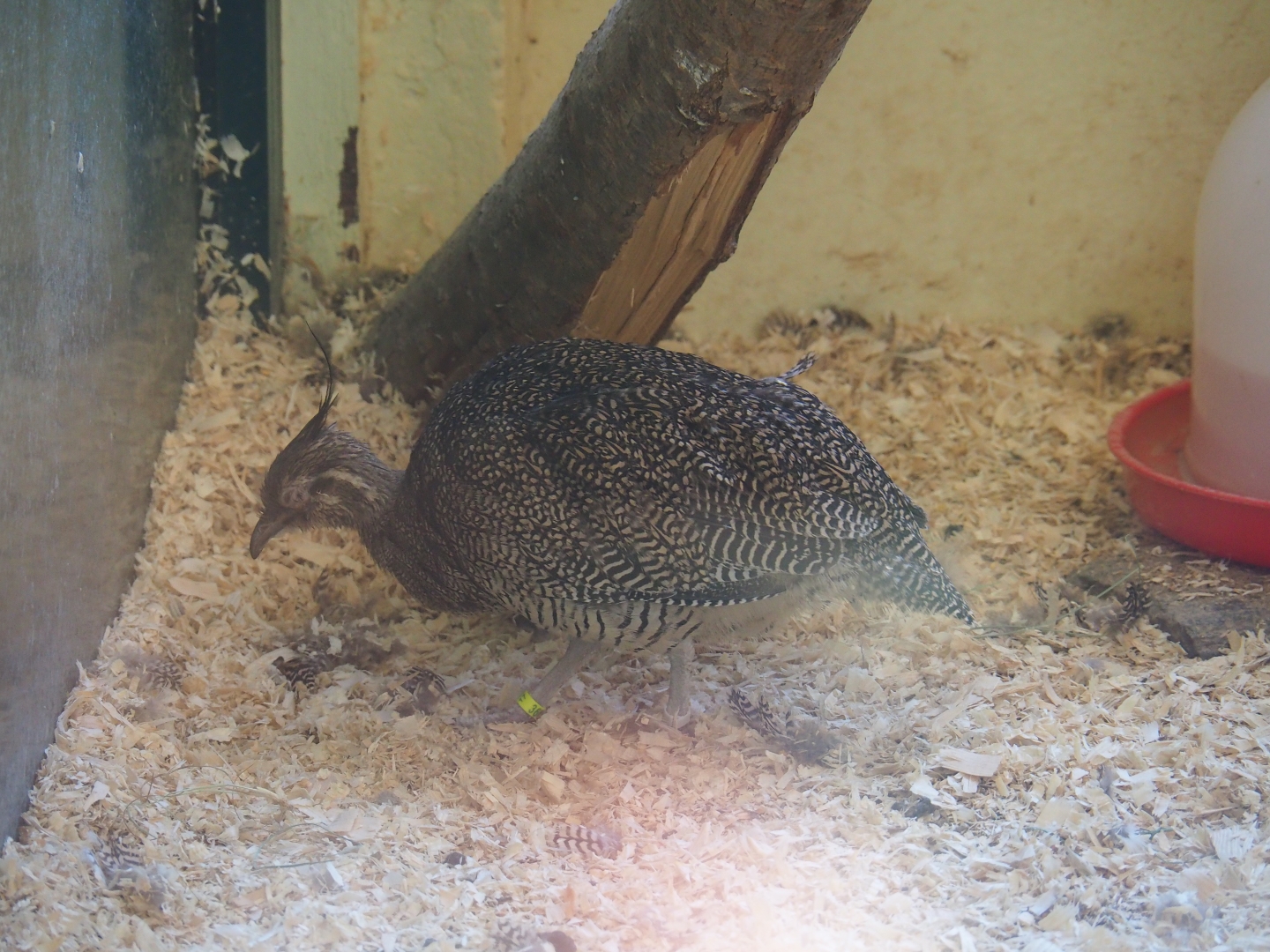 Elegant crested tinamou (Eudromia elegans), Sep 2nd, 2018