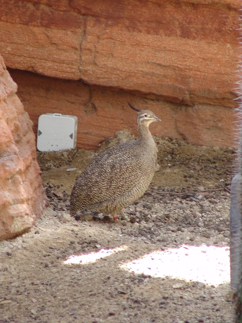 Elegant Crested Tinamou (Eudromia elegans)