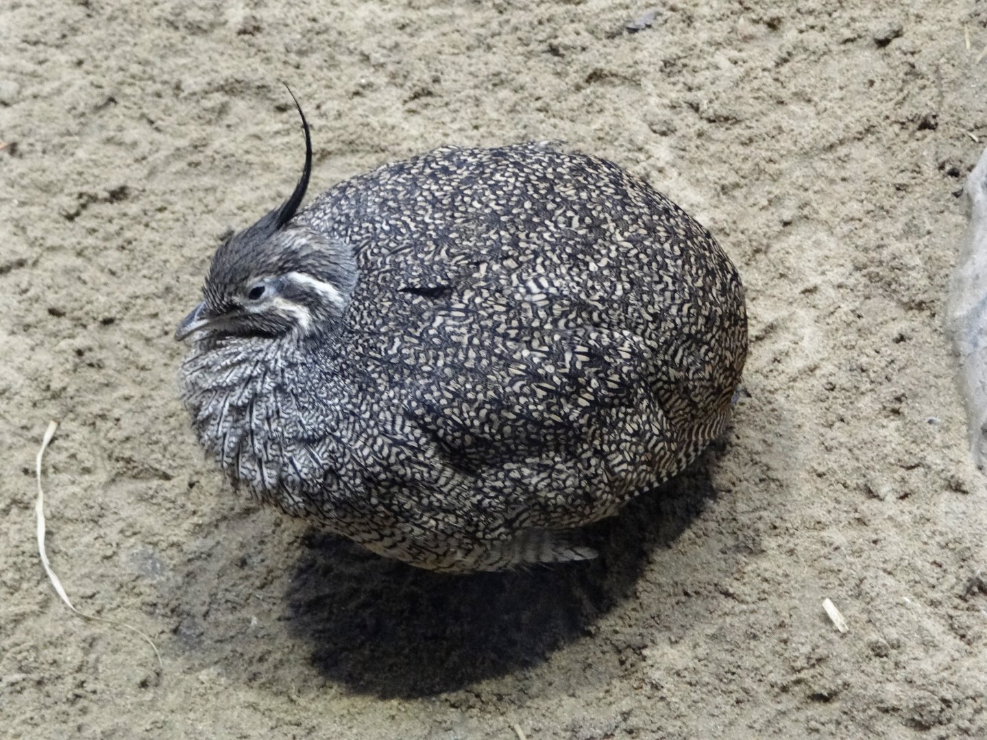 Elegant crested tinamou (Eudromia elegans)