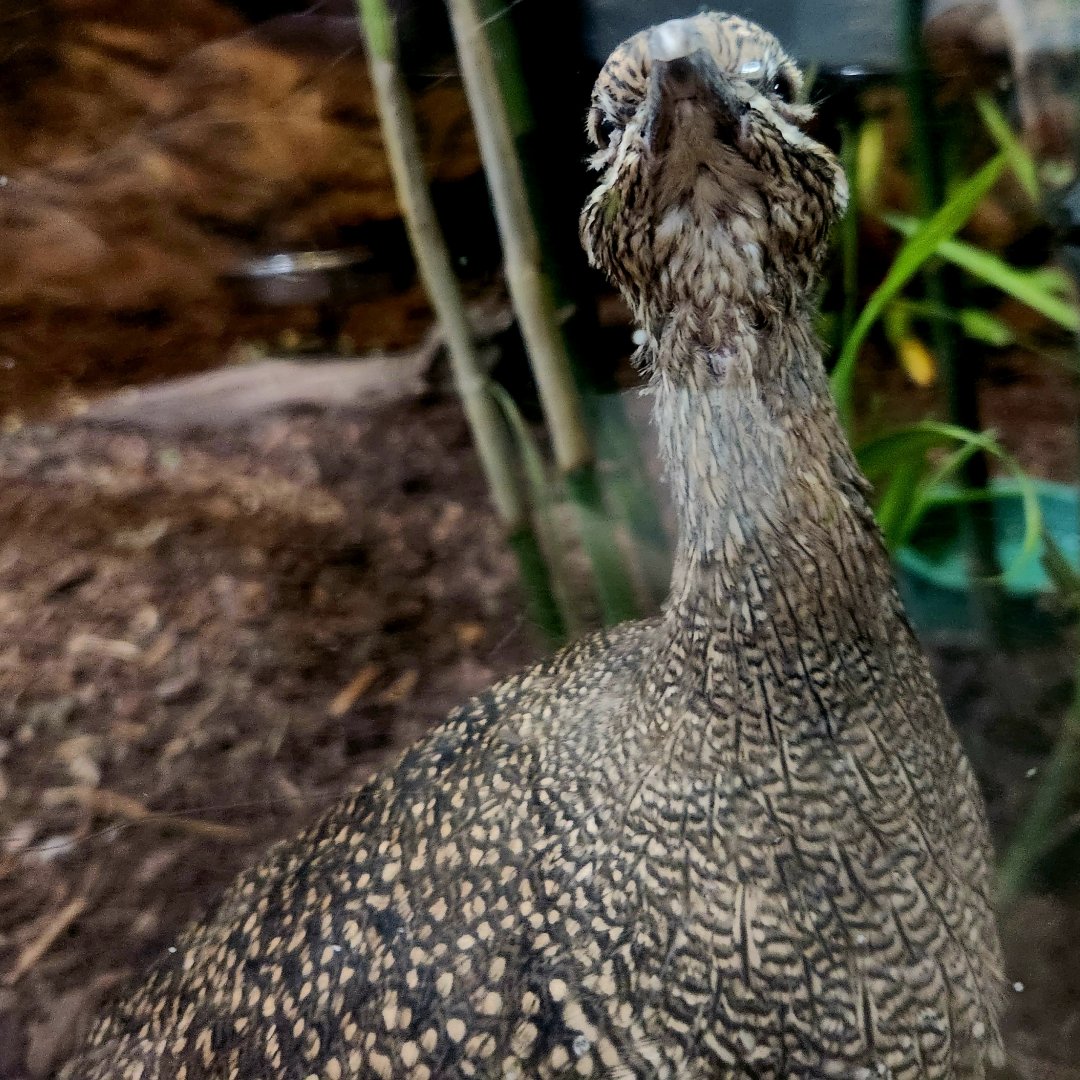 Elegant Crested Tinamou (Eudromia elegans)