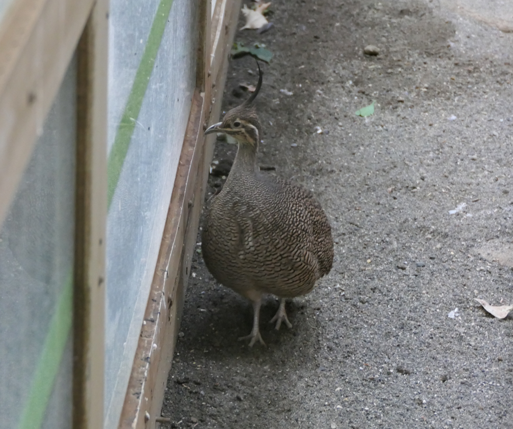 Elegant Crested Tinamou (Eudromia elegans)