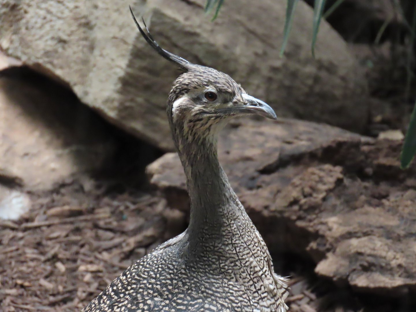 Elegant Crested Tinamou (Eudromia elegans)
