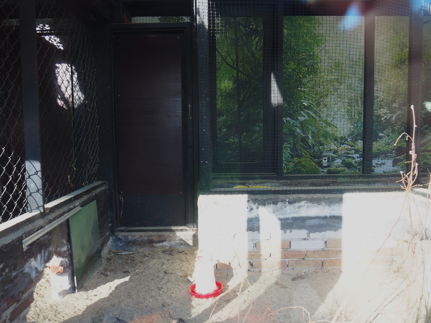 Elegant-crested tinamou exhibit, 2022-08-28