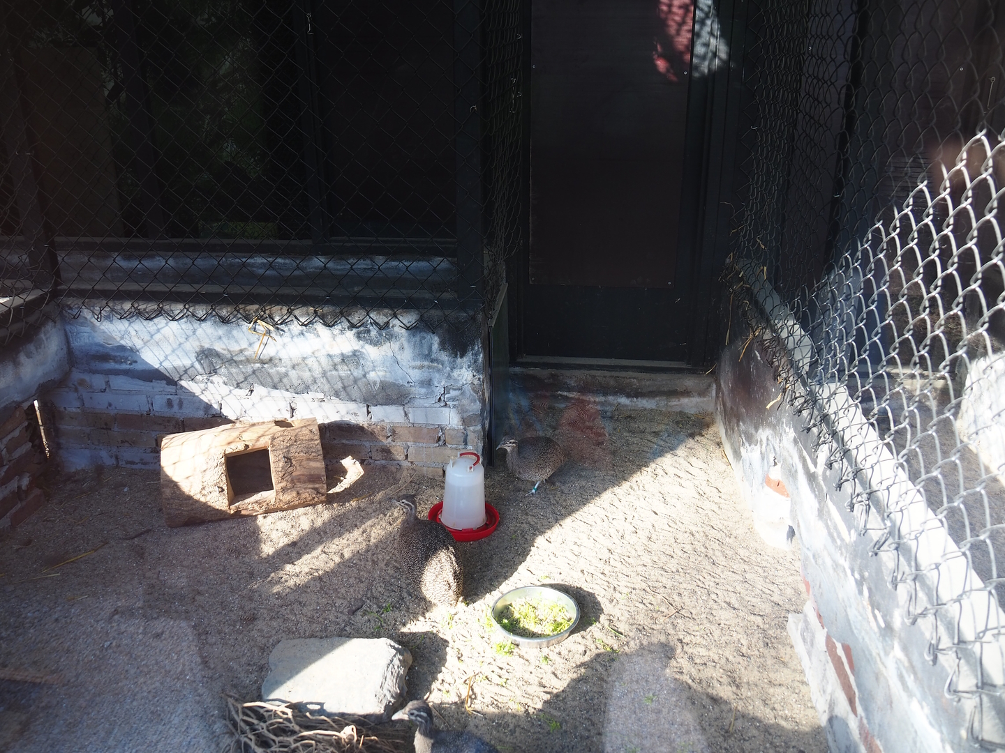 Elegant-crested tinamou exhibit, 2022-08-28