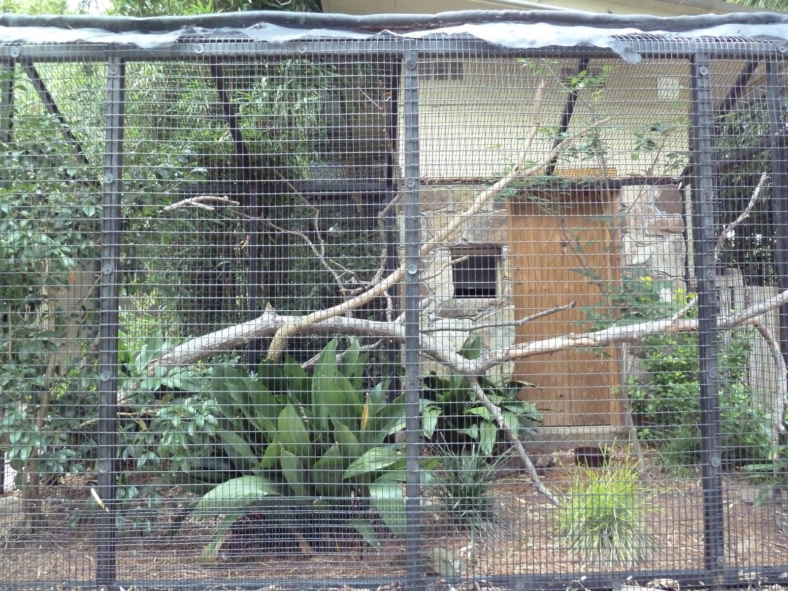 Elegant Crested Tinamou Exhibit