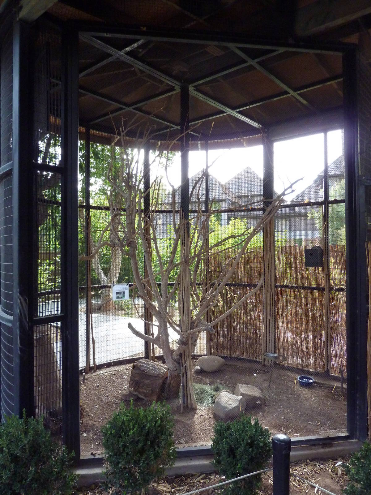 Elegant Crested Tinamou Exhibit