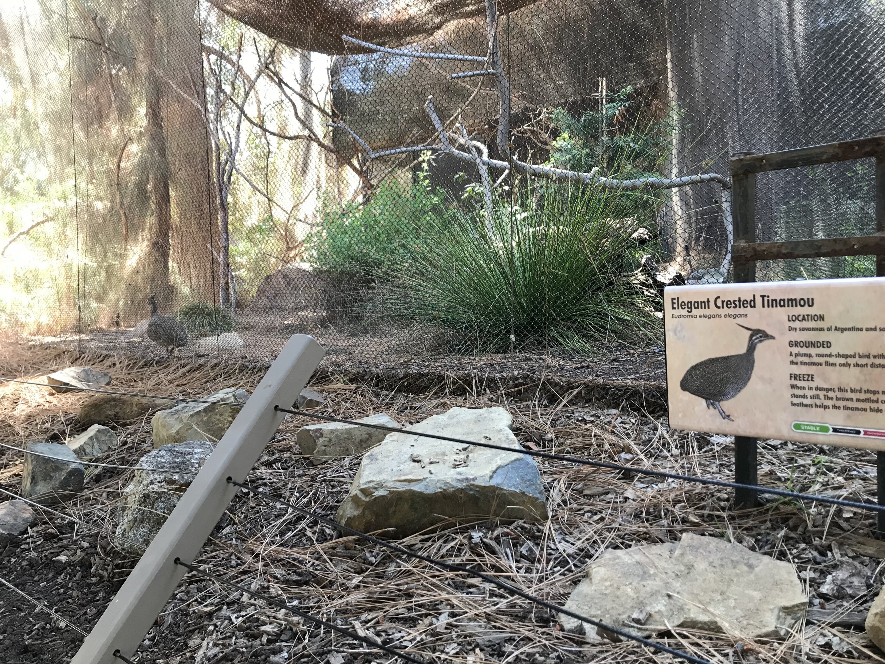 Elegant Crested Tinamou Exhibit