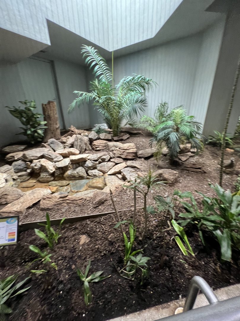 Elegant-Crested Tinamou Exhibit