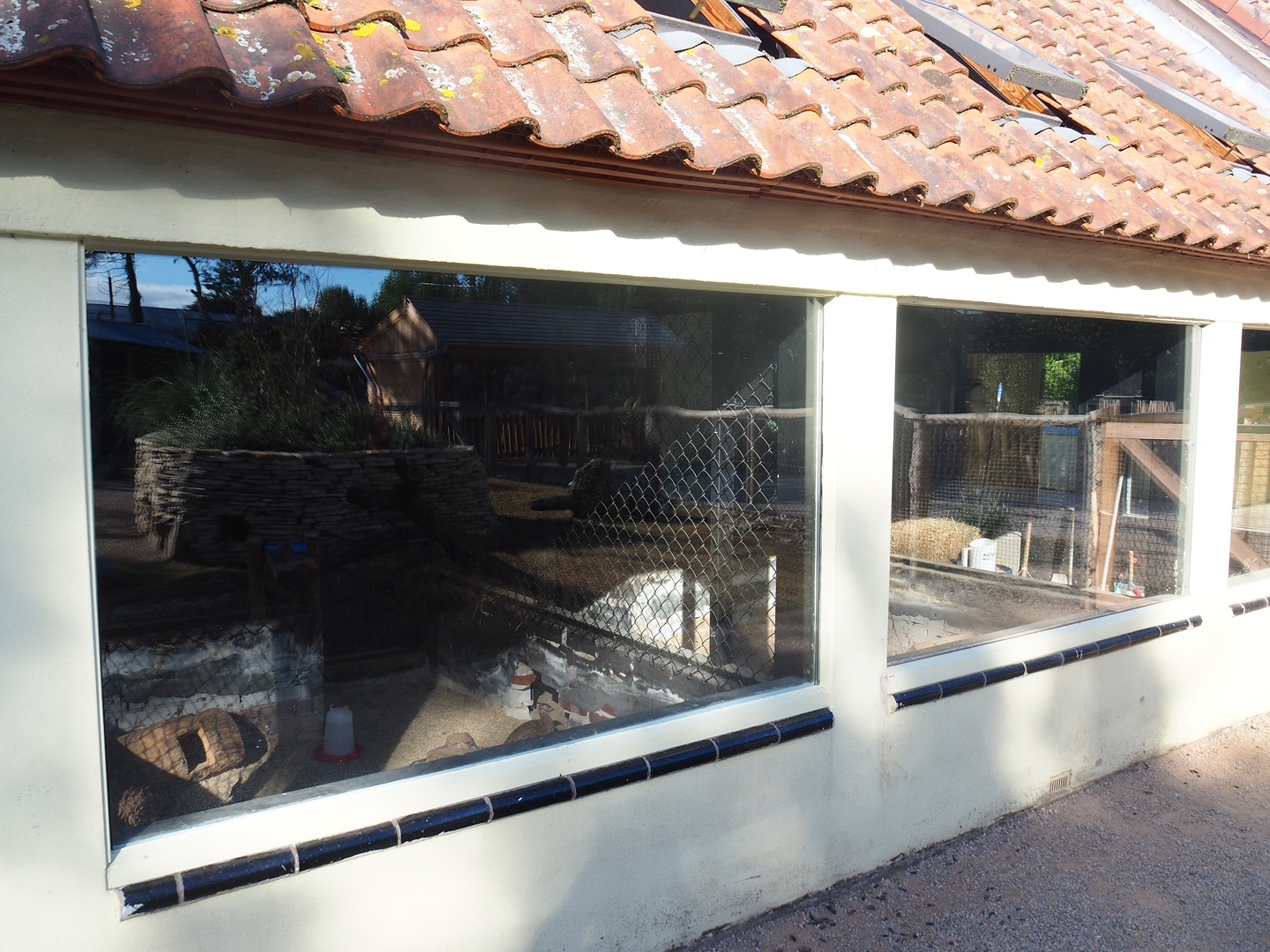 Elegant-crested tinamou exhibits, 2022-08-28