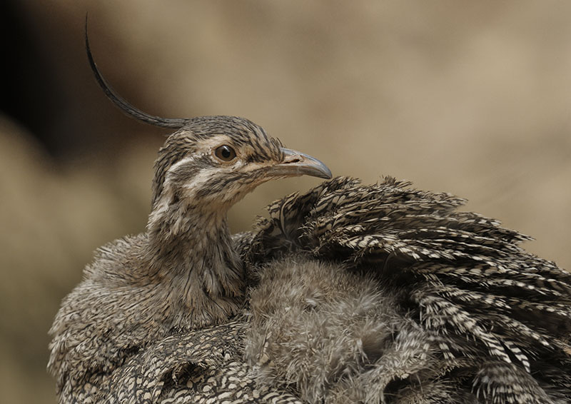 Elegant crested tinamou, in inelegant pose