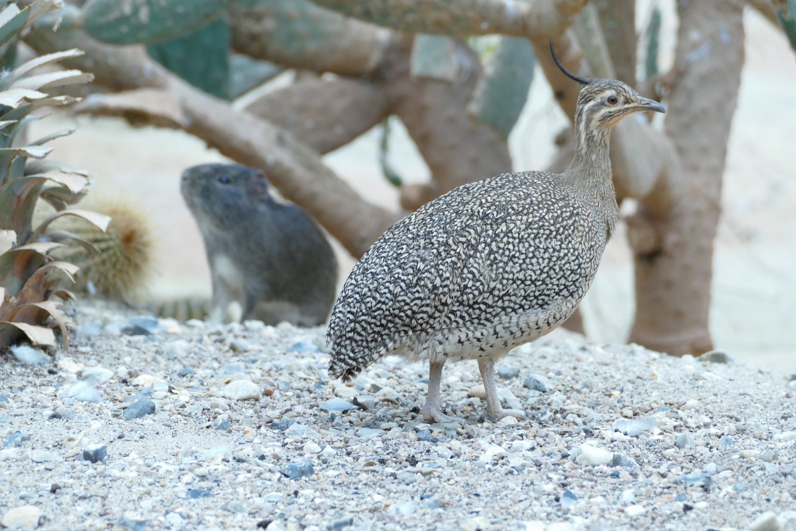 Elegant Crested Tinamou, July 2022