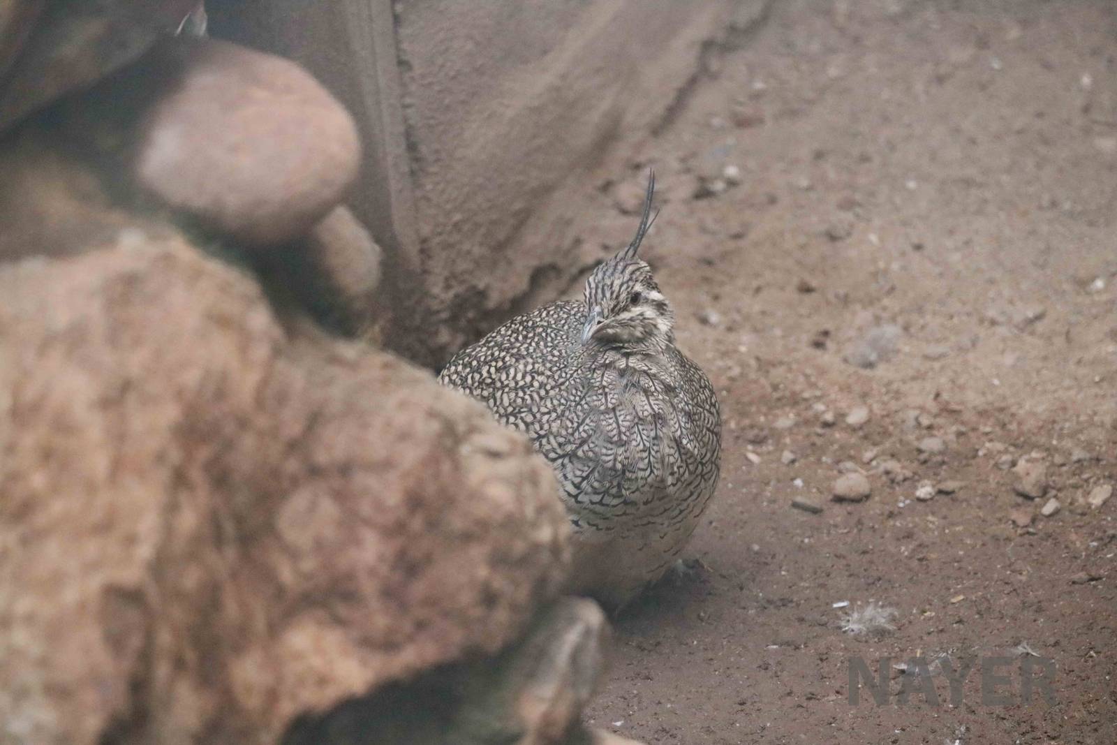 Elegant crested tinamou - Mendoza Zoo, April 2016