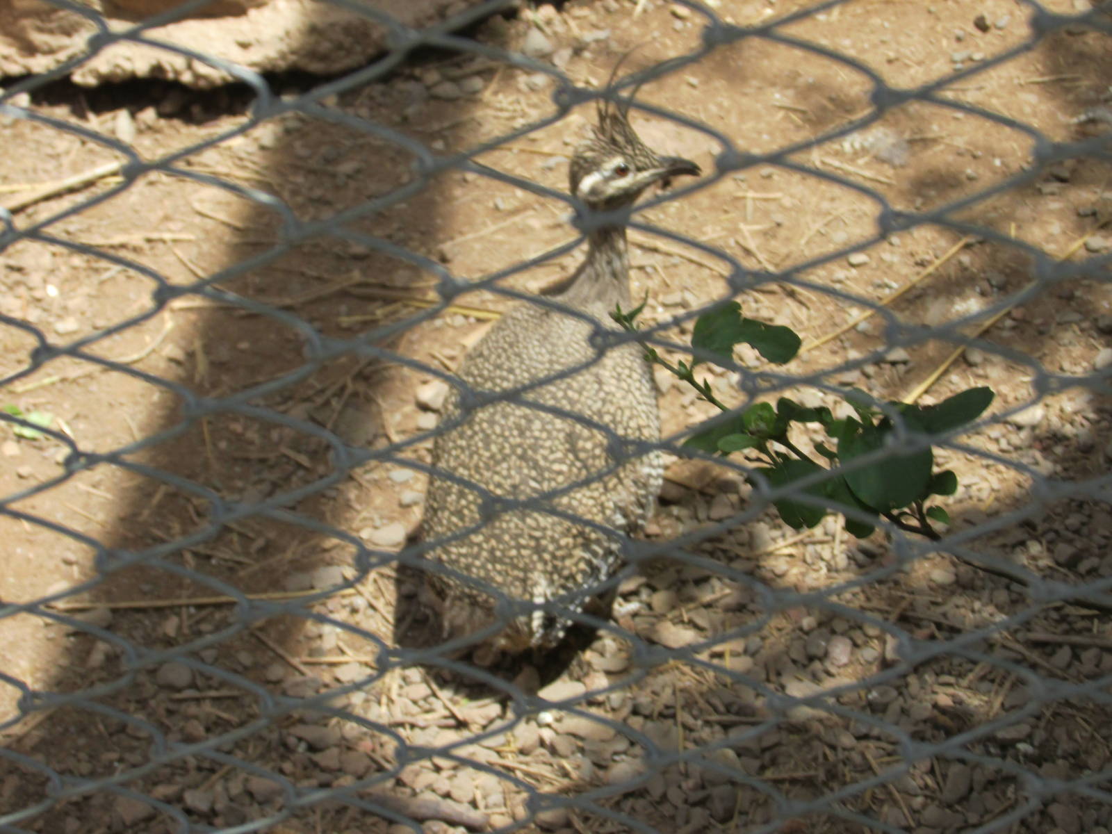 elegant crested tinamou mendoza zoo
