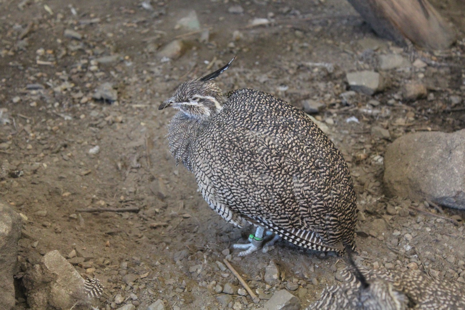 Elegant Crested Tinamou - Oct 2017