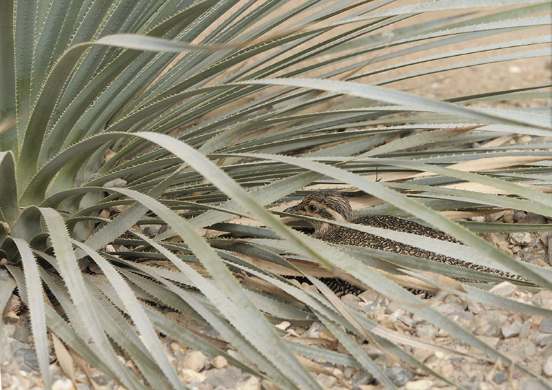 Elegant Crested Tinamou on nest