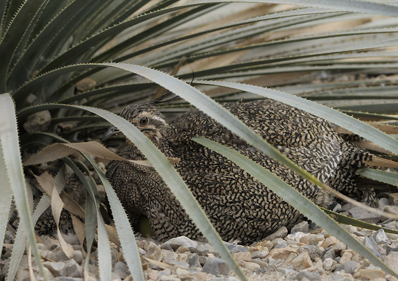 Elegant crested tinamou on nest