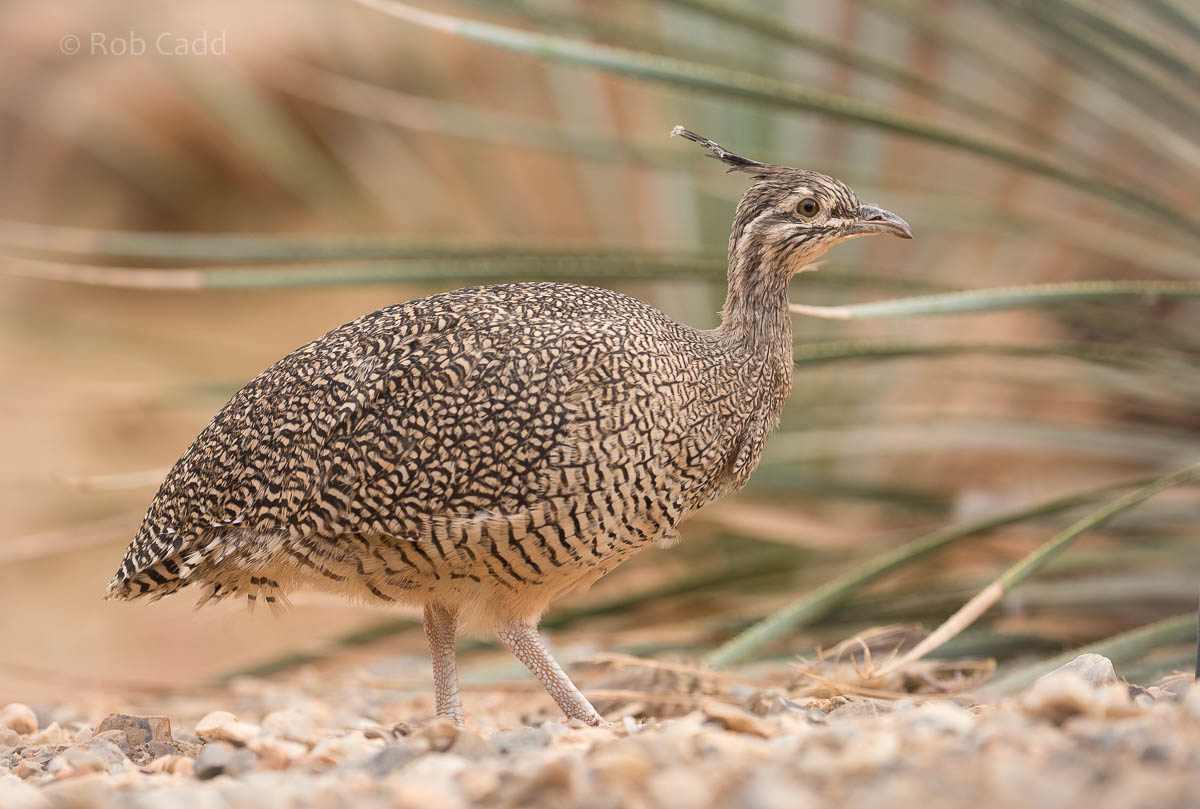 Elegant crested tinamou : Paignton : 23 Sep 2015