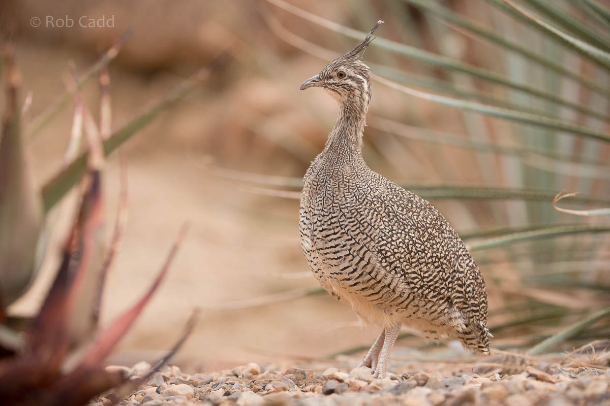 Elegant crested tinamou : Paignton : 23 Sep 2015