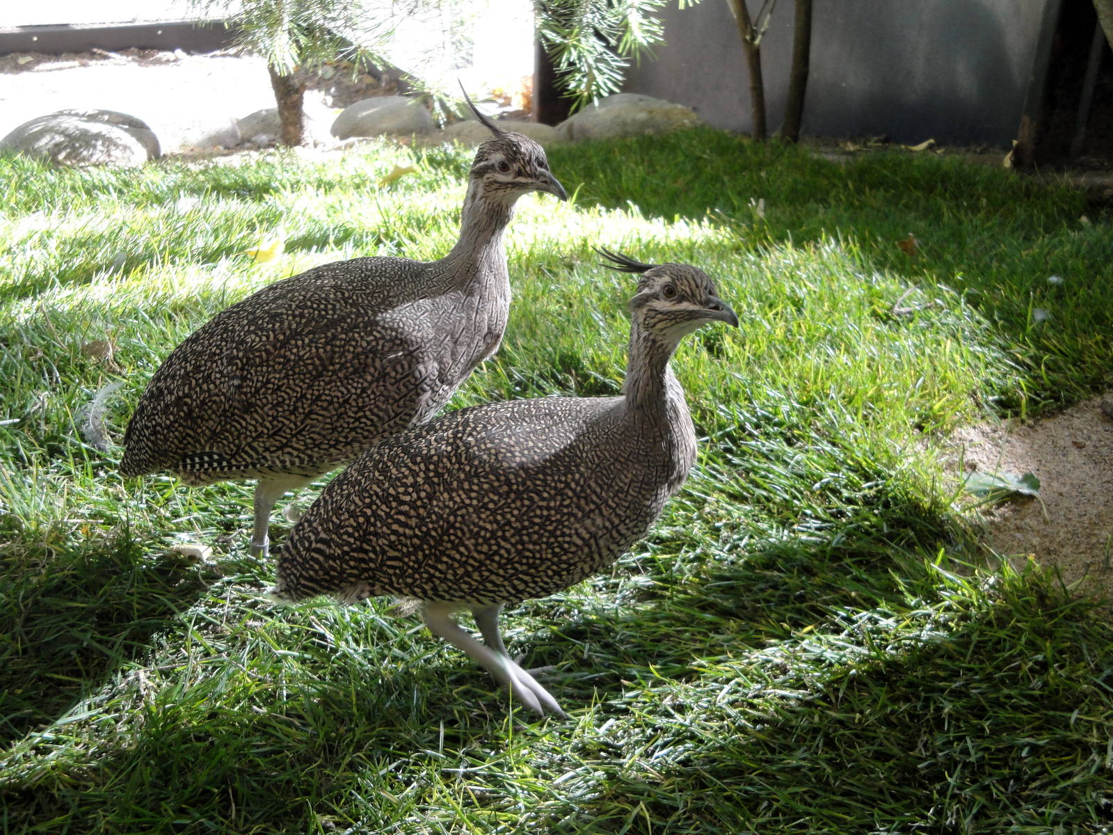 Elegant Crested Tinamou