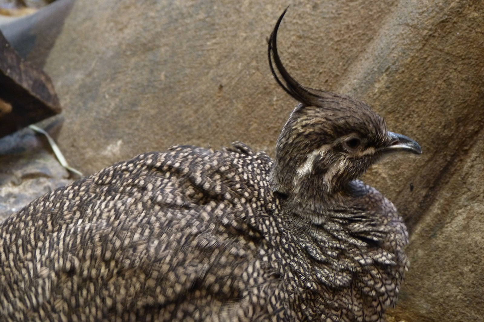 Elegant Crested Tinamou