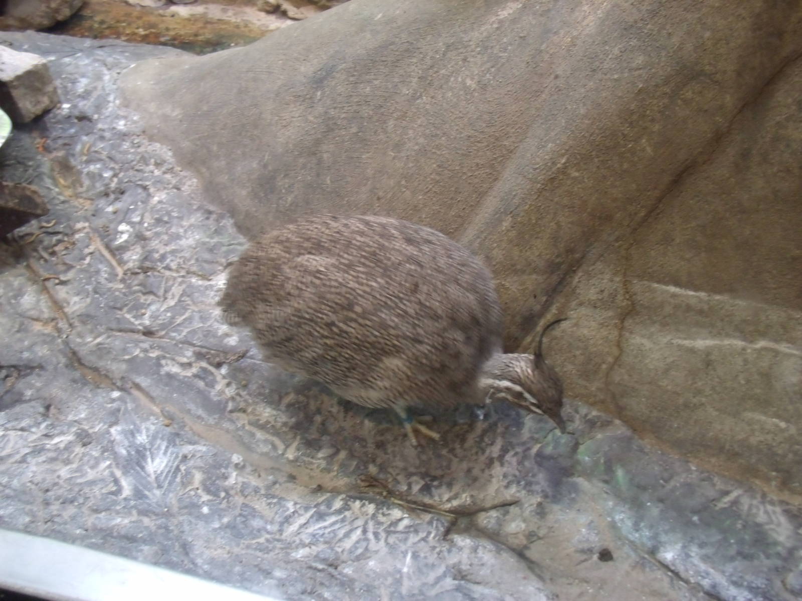 Elegant Crested Tinamou