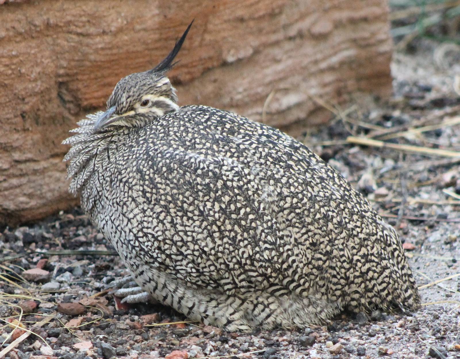 elegant crested tinamou