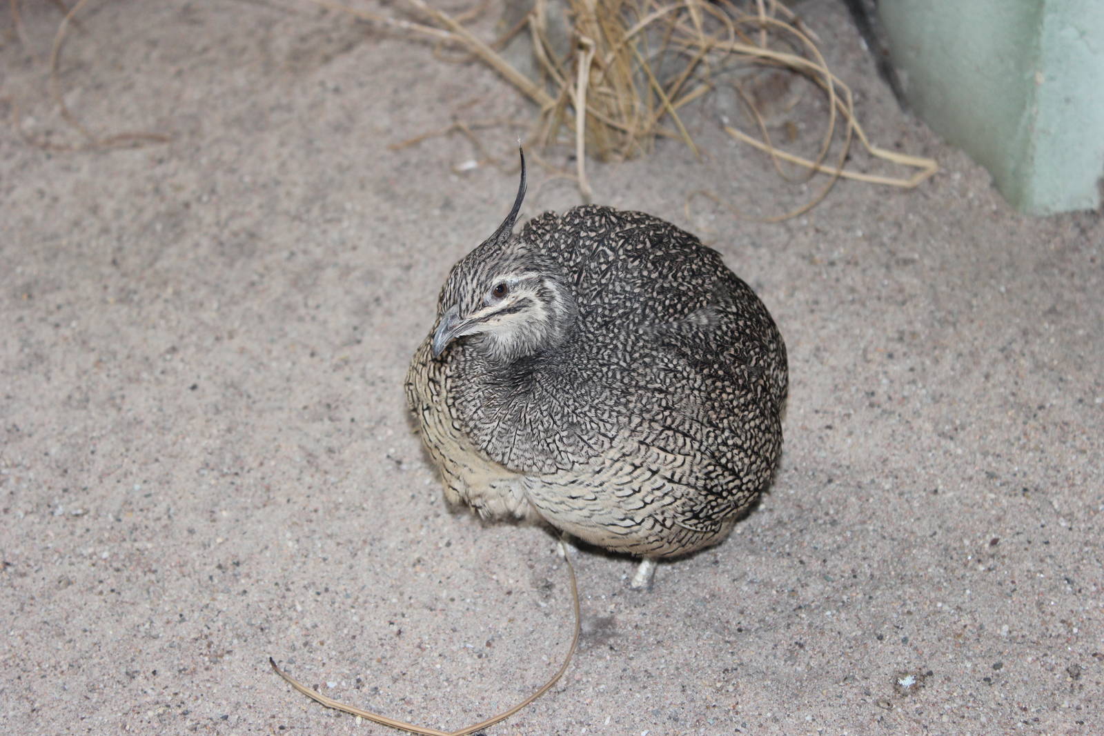 Elegant-crested tinamou