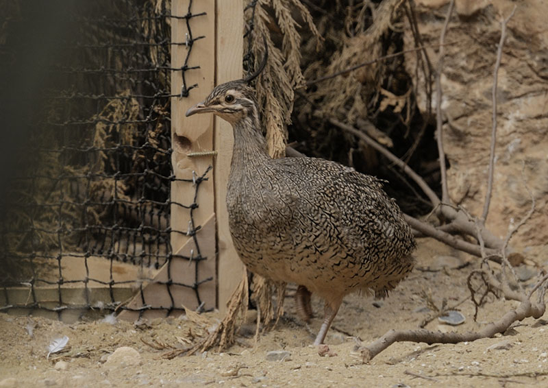 Elegant crested tinamou