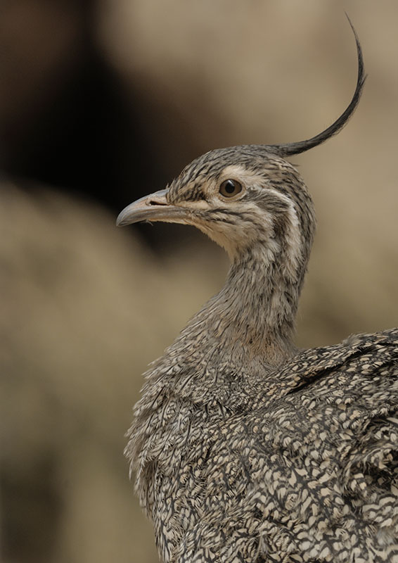 Elegant crested tinamou