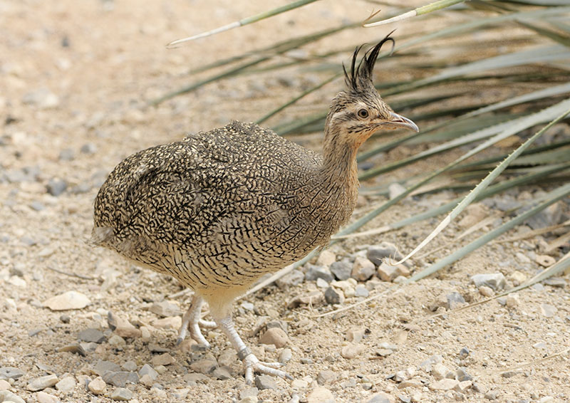 Elegant crested tinamou