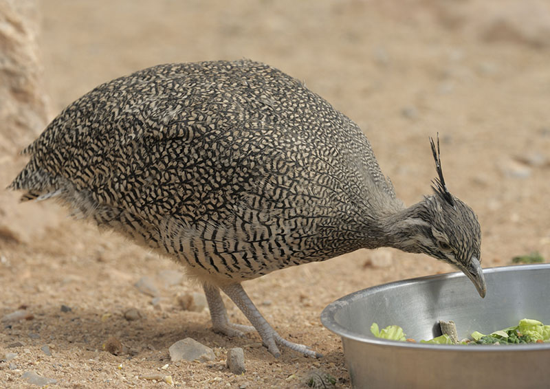 Elegant crested tinamou