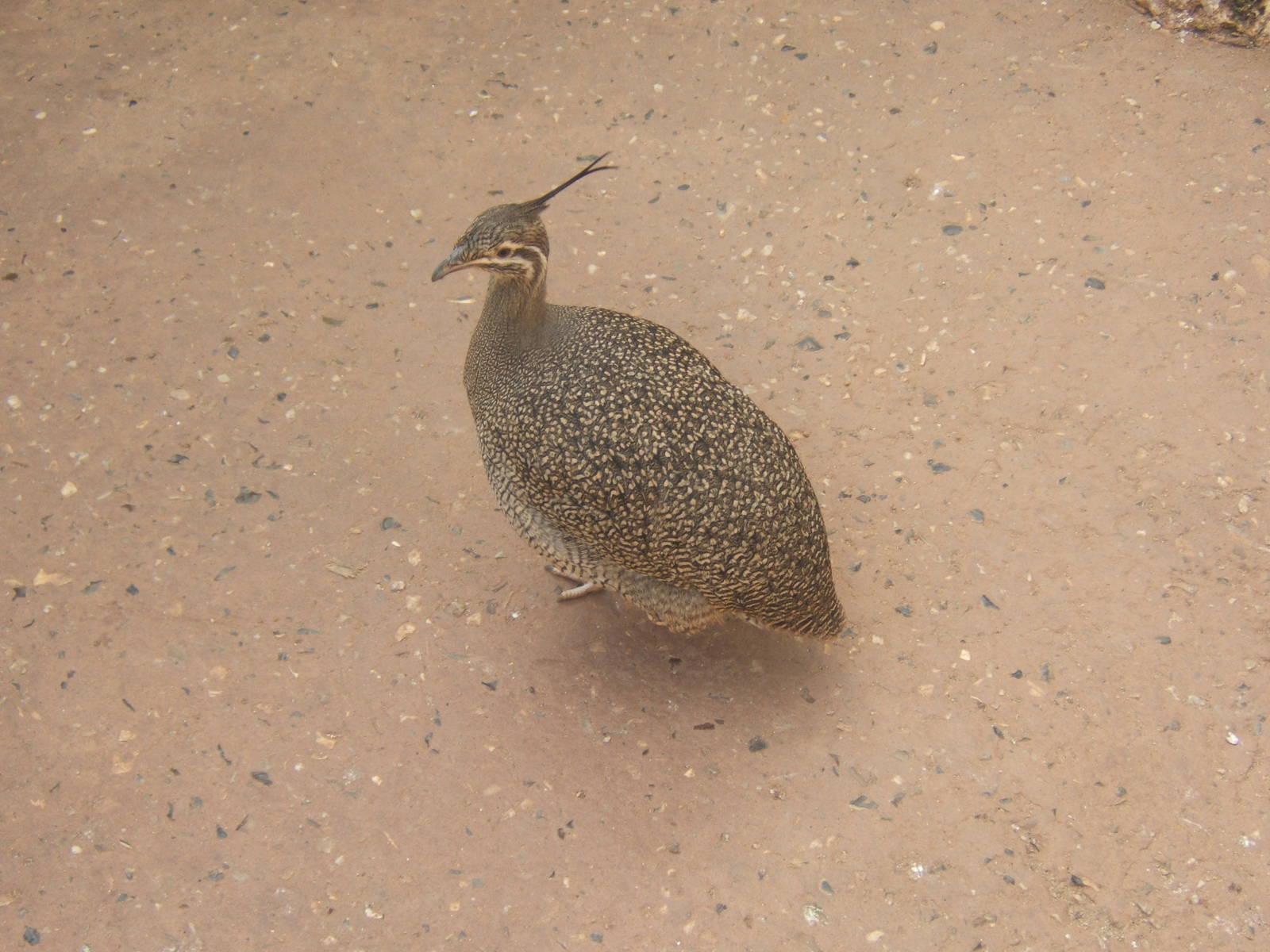 Elegant Crested Tinamou