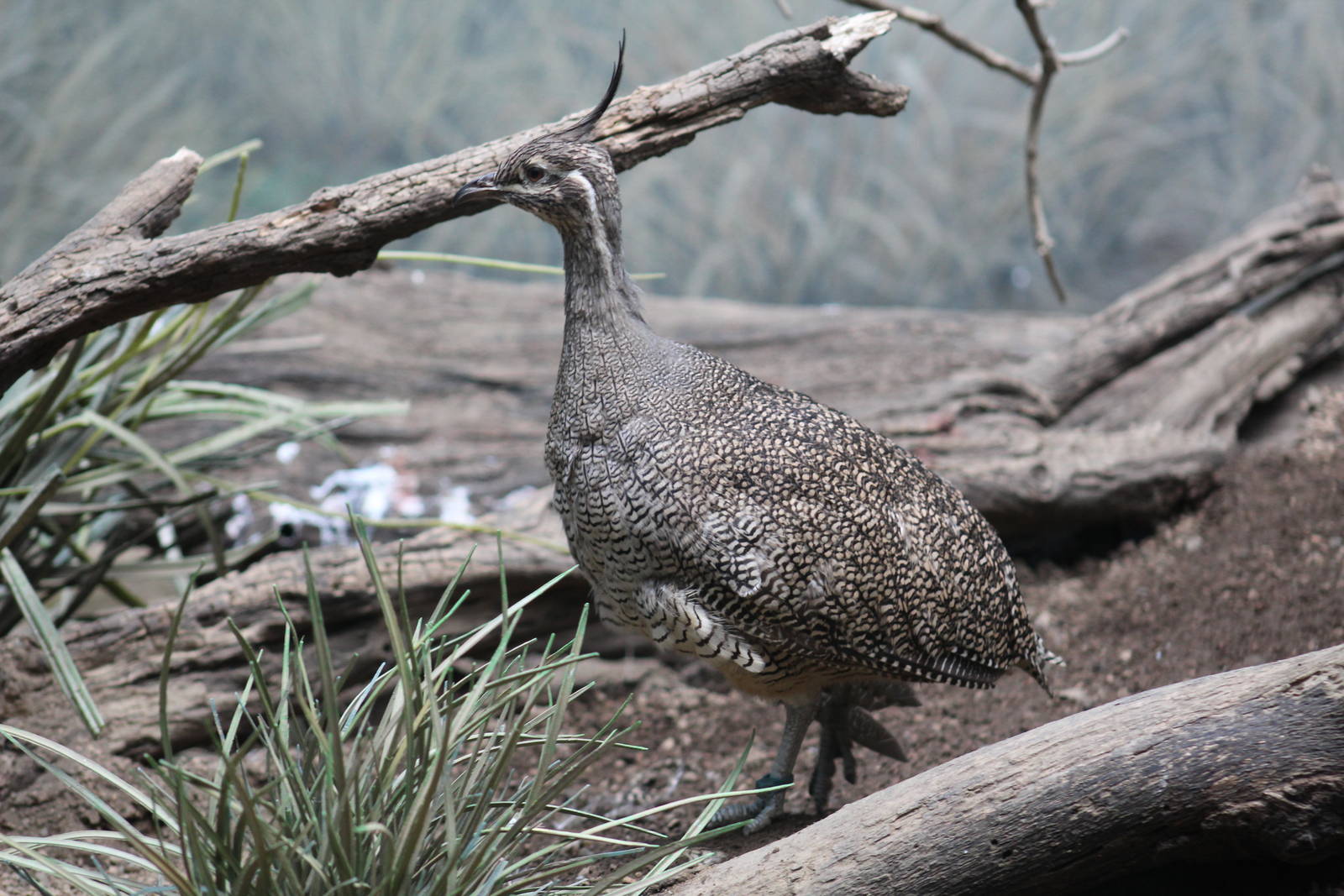 Elegant Crested Tinamou