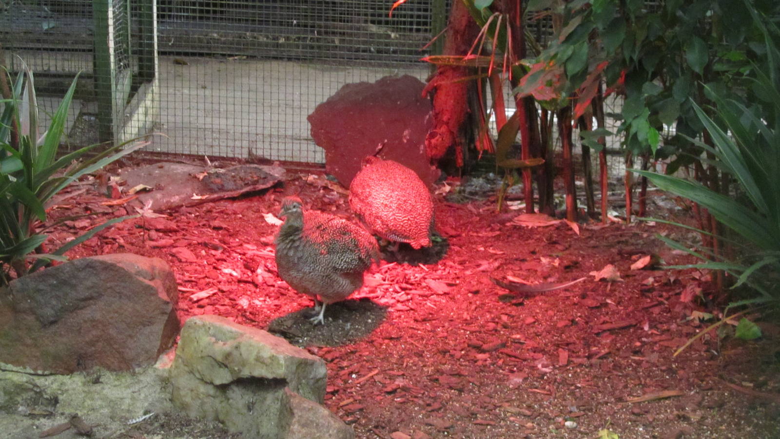 Elegant crested tinamou