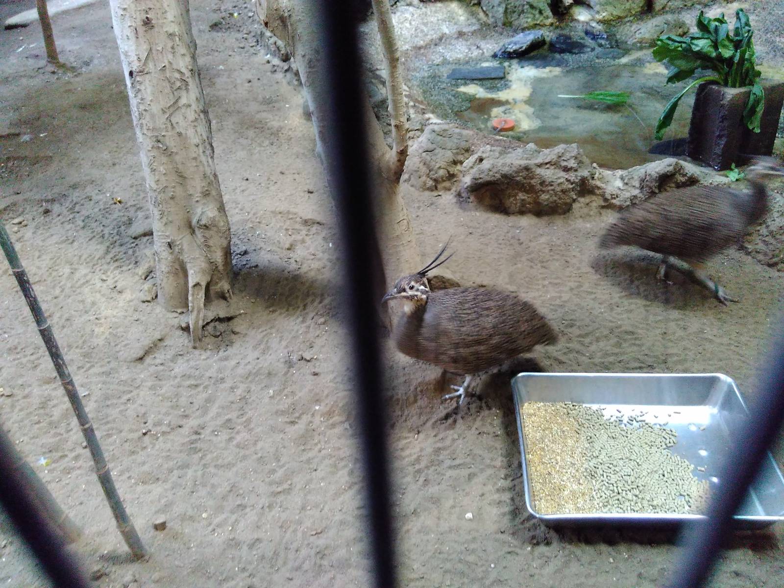 Elegant crested tinamou