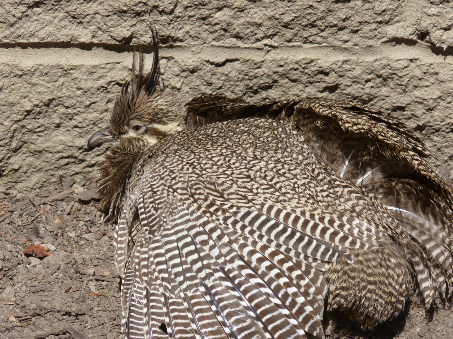 Elegant crested Tinamou