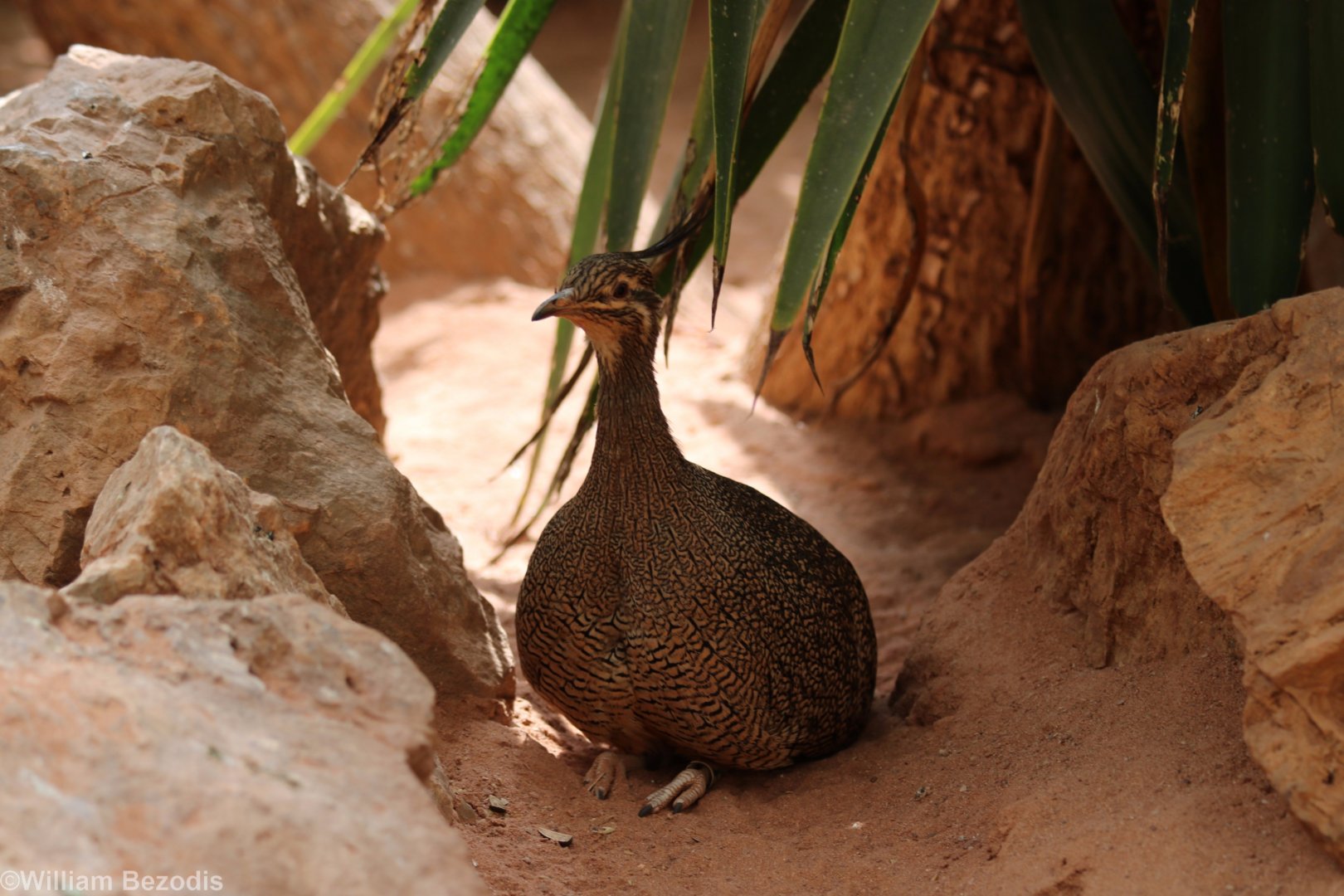 Elegant Crested Tinamou
