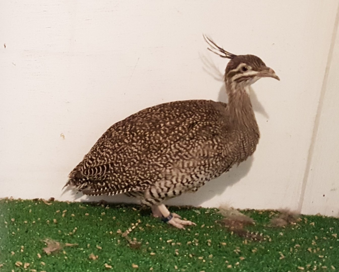 Elegant crested tinamou