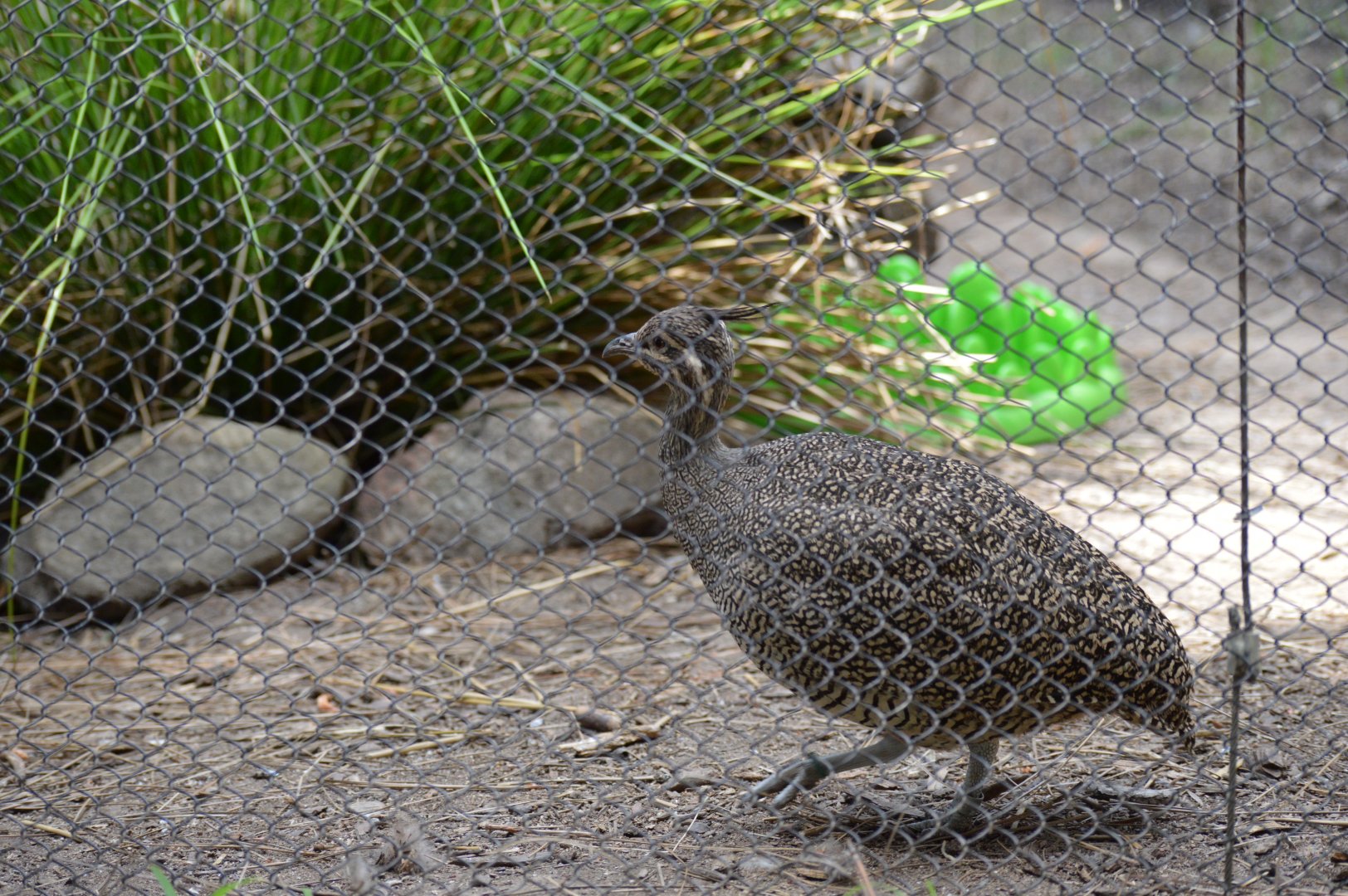 Elegant Crested Tinamou