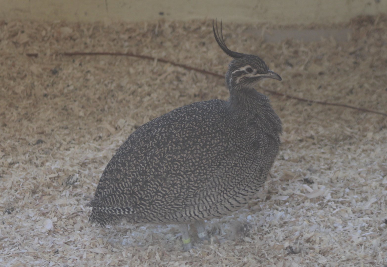 Elegant crested tinamou