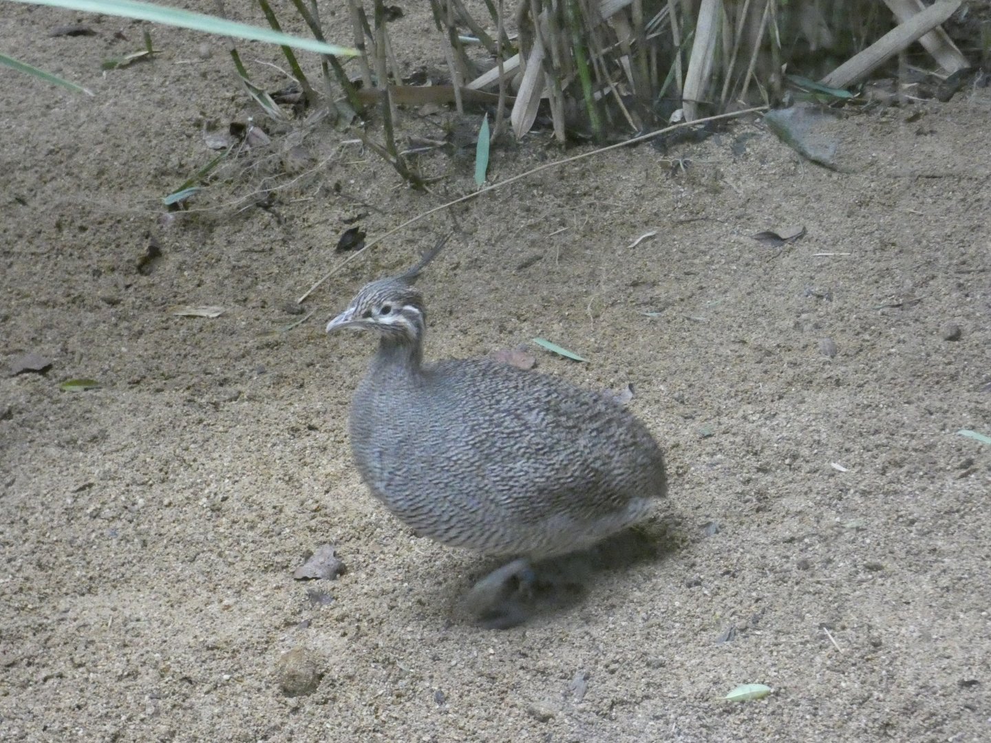 Elegant Crested Tinamou