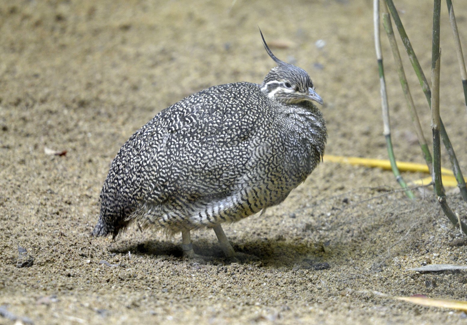 Elegant crested tinamou