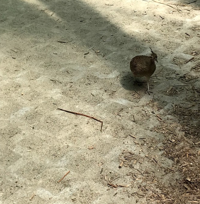 Elegant Crested Tinamou