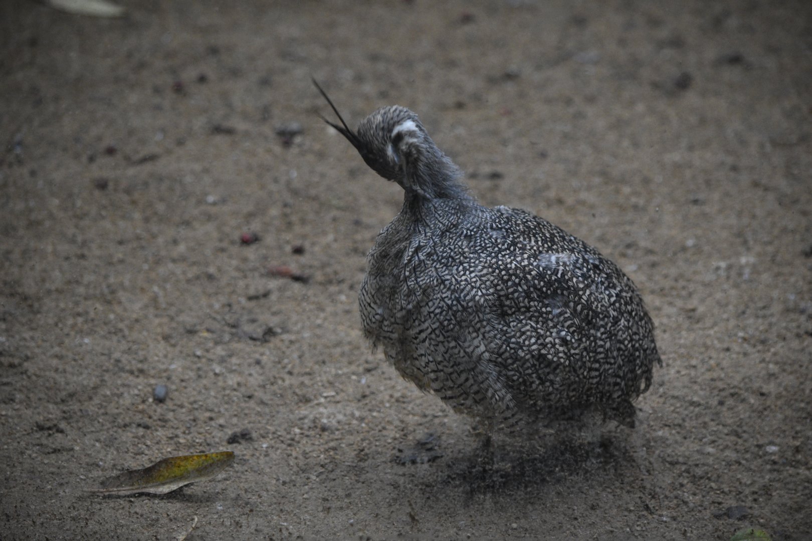 Elegant crested tinamou