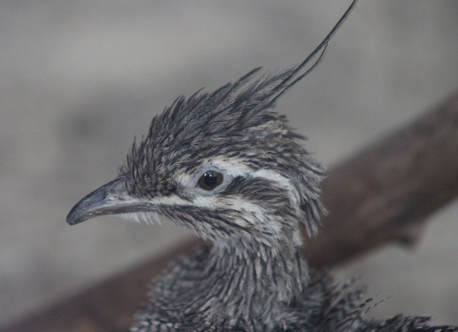 Elegant crested tinamou